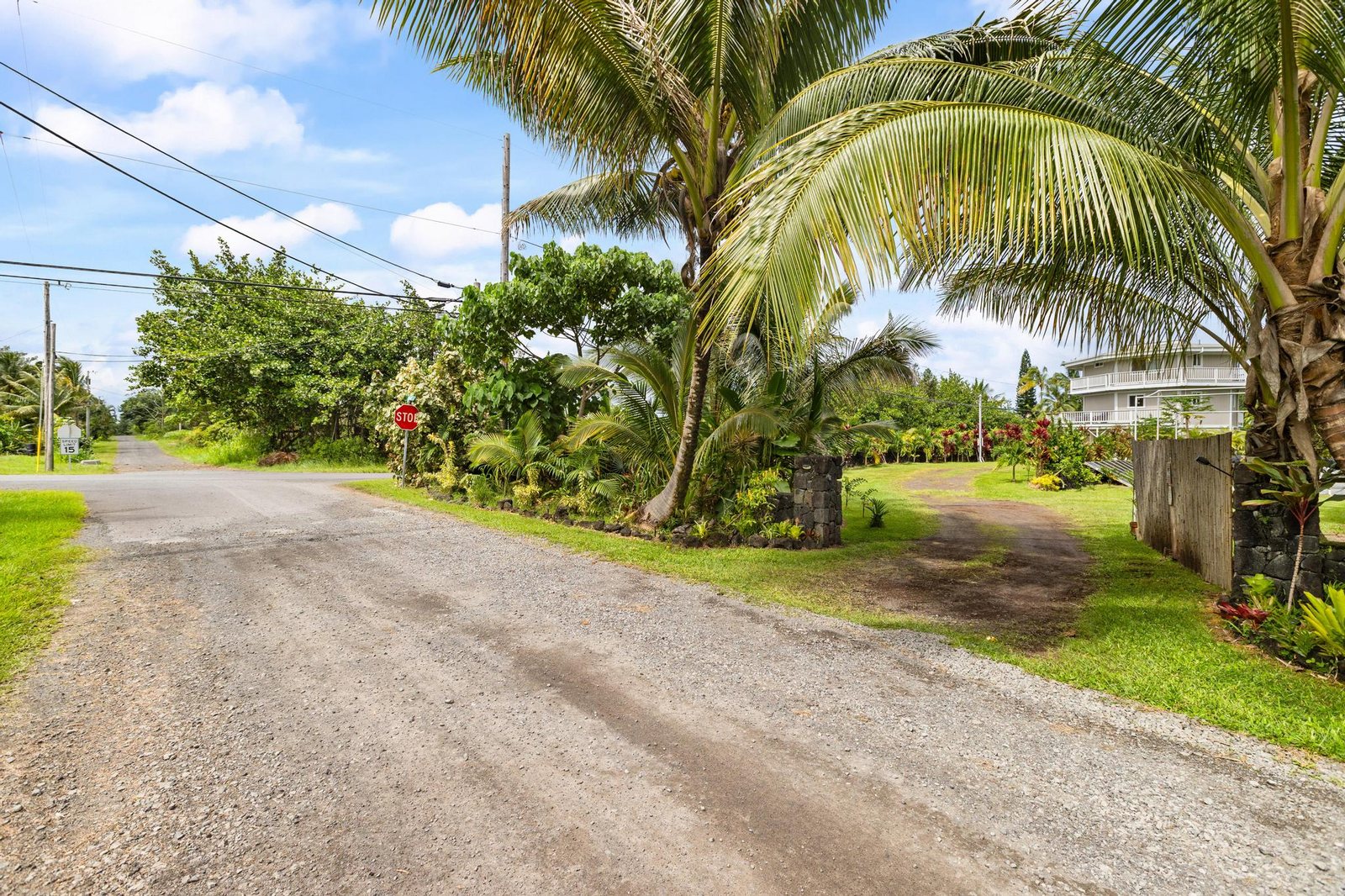 Palms and tropical trees along the approach to the property