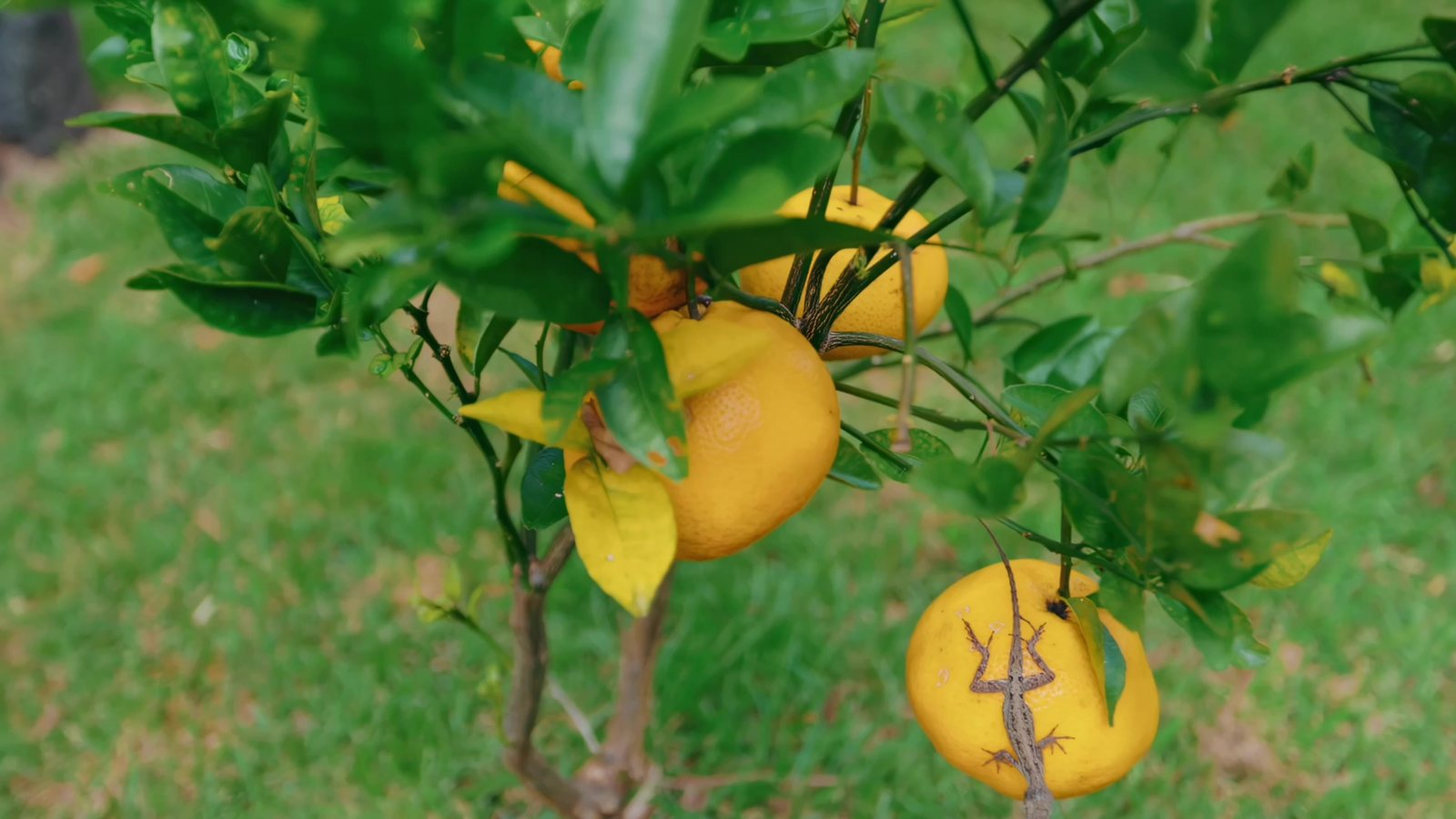 Citrus fruit ripening on a tree in the garden, with a gecko on the fruit
