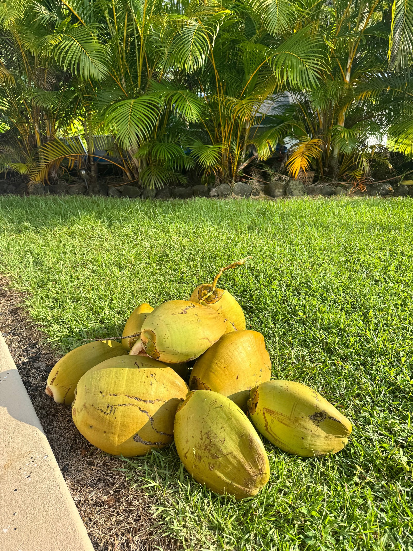 A pile of freshly picked coconuts on the lawn beneath the palms