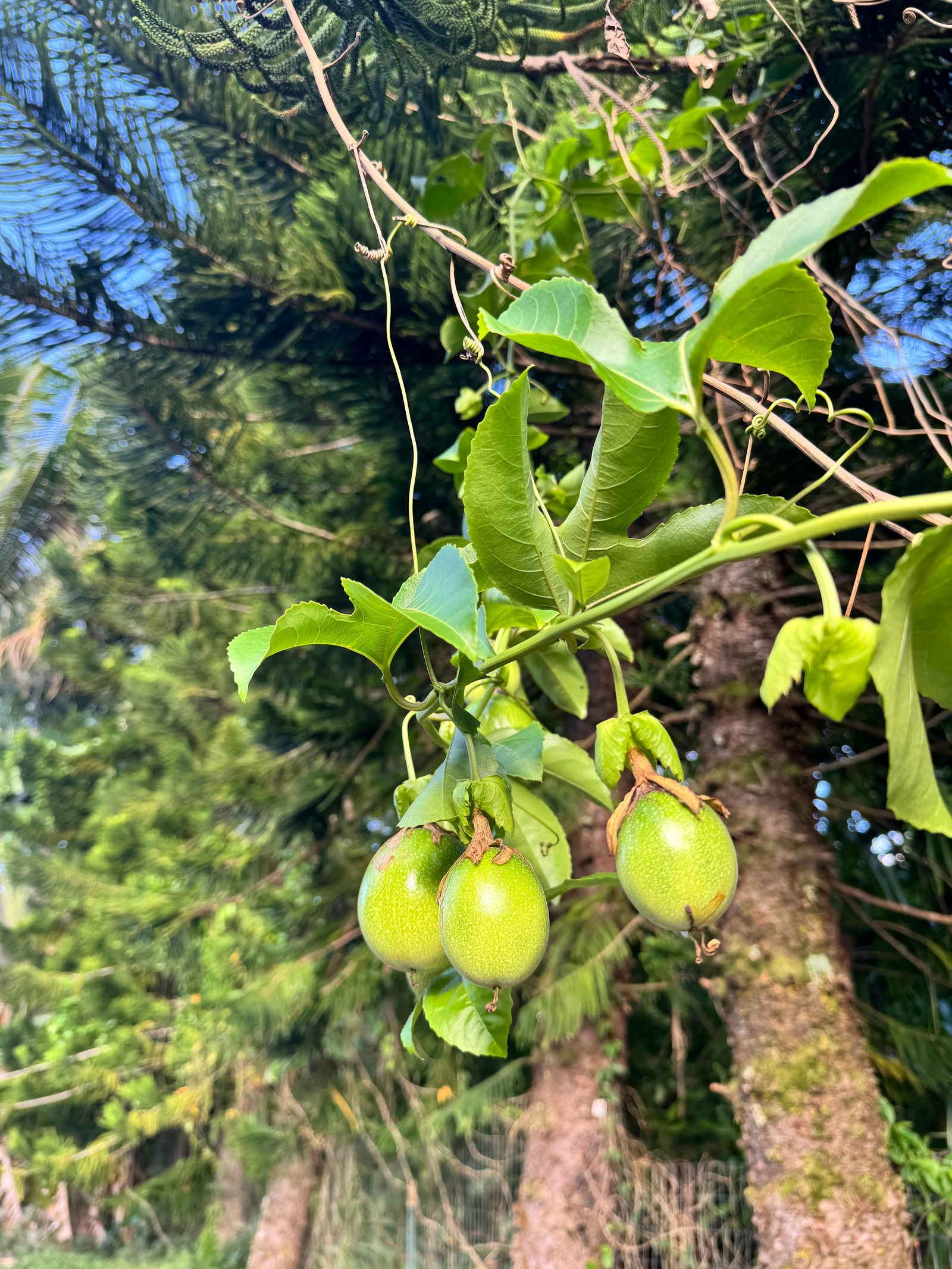Lilikoʻi (passion fruit) hanging from the vine