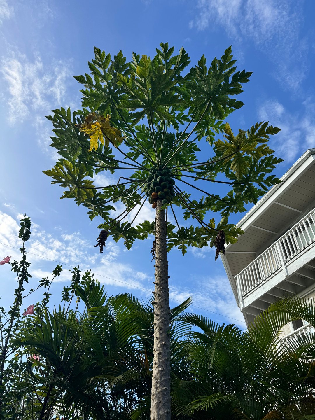 Papaya tree heavy with fruit beside the lanai