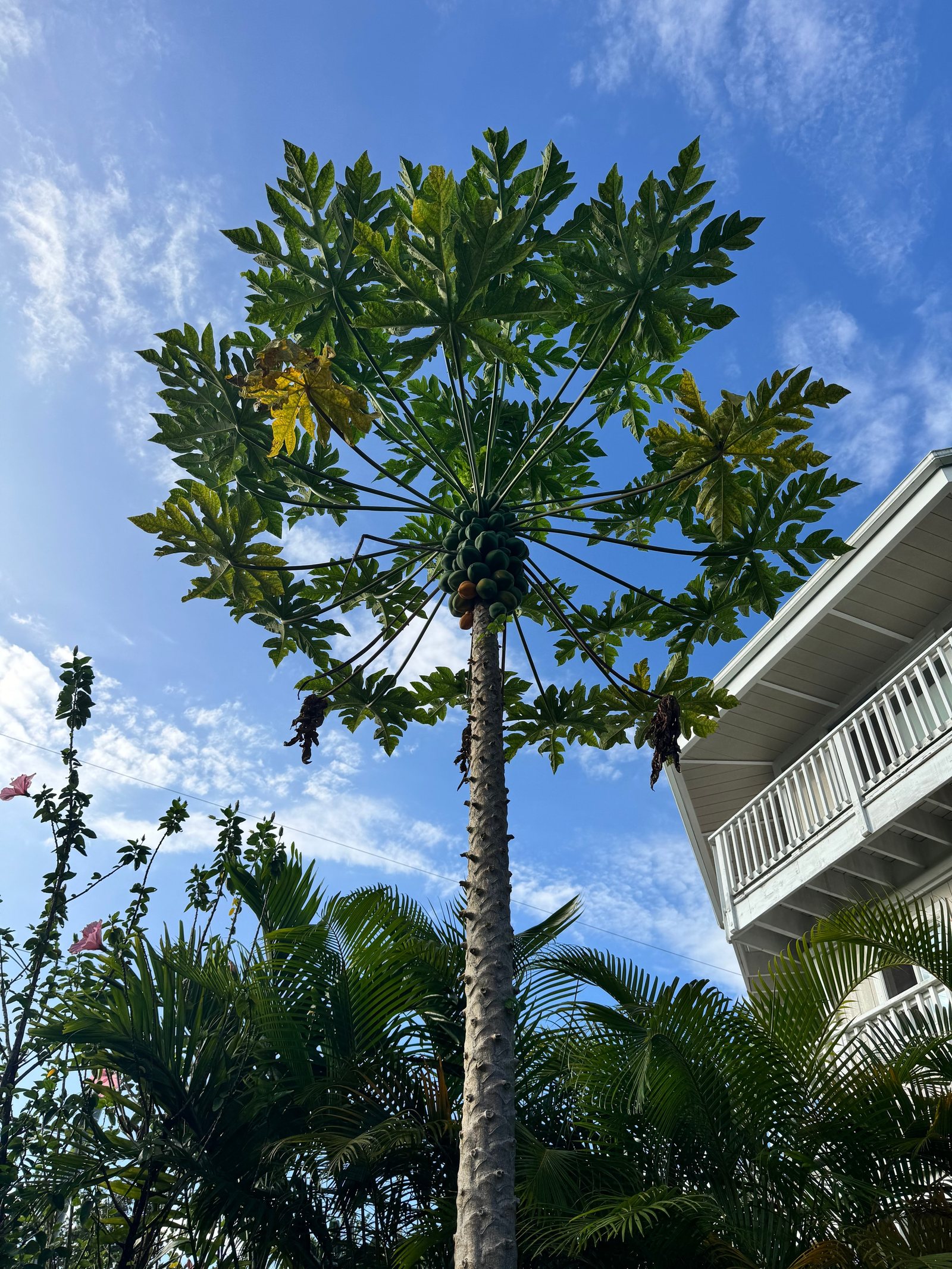 Papaya tree heavy with fruit beside the lanai