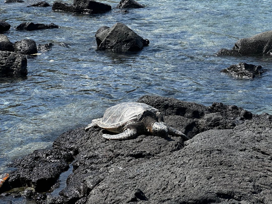 A green sea turtle resting on black lava rock at the water’s edge near Kaloli Point