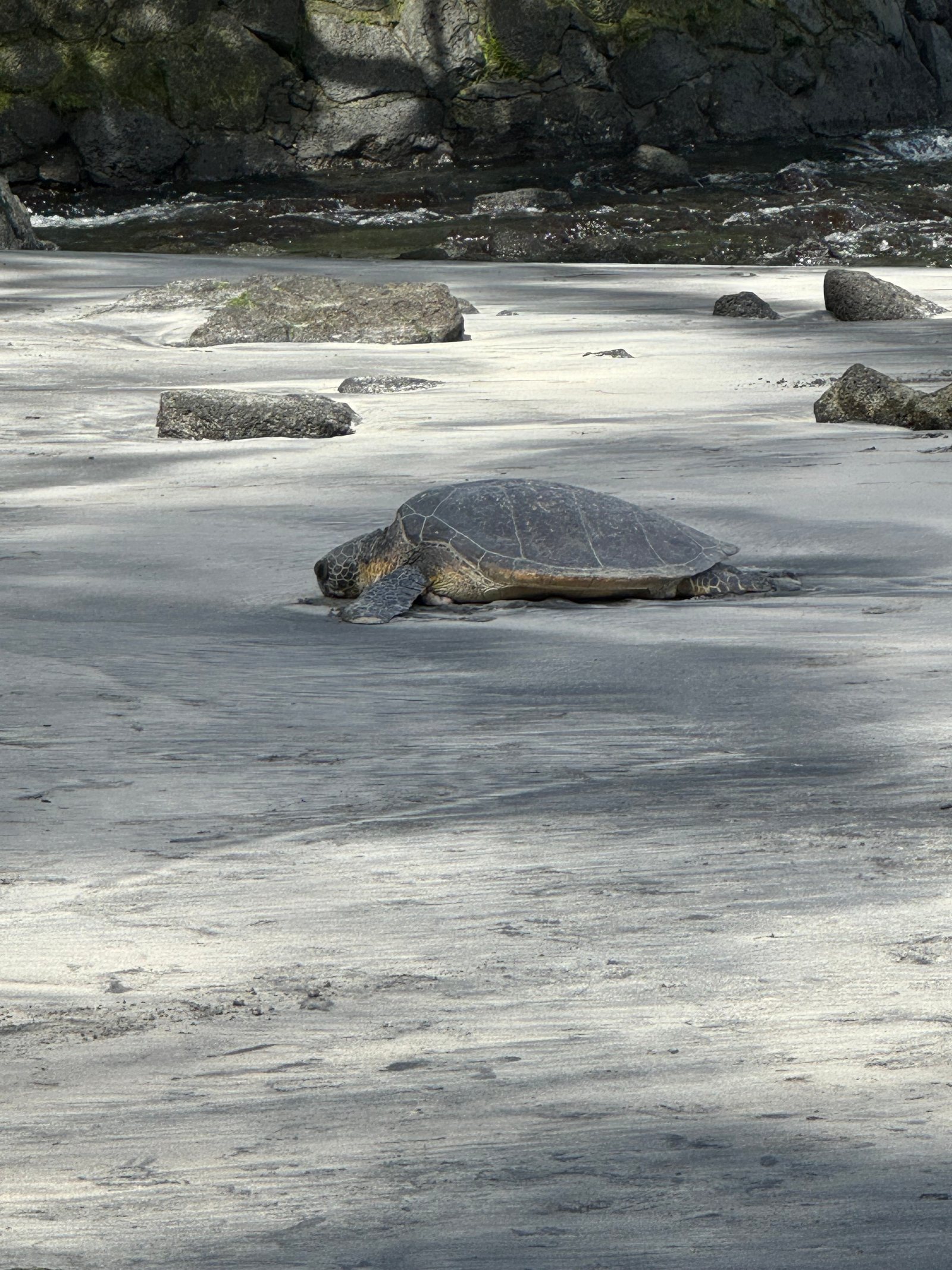 A green sea turtle resting on a sandy cove near Kaloli Point