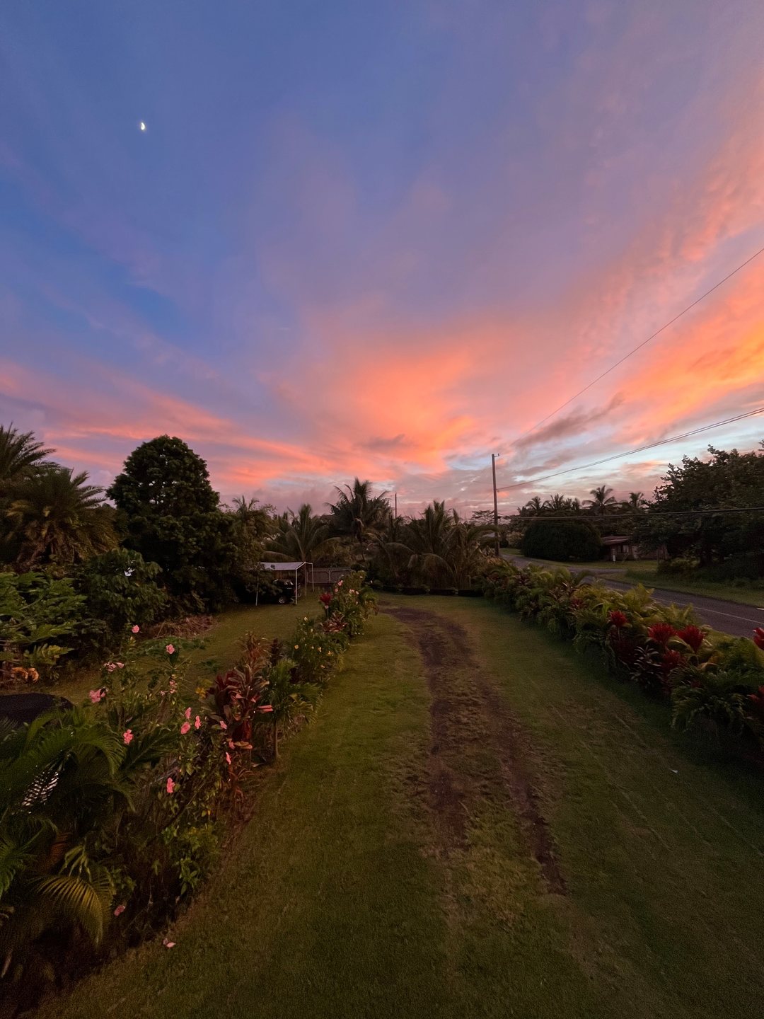 Sunset clouds and a crescent moon over the lawn, palms and red ti